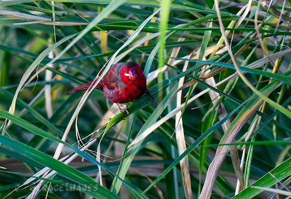 Crimson Finch