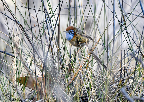 Male Mallee Emu Wren