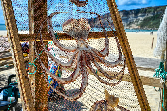 Octopus drying on the beach.