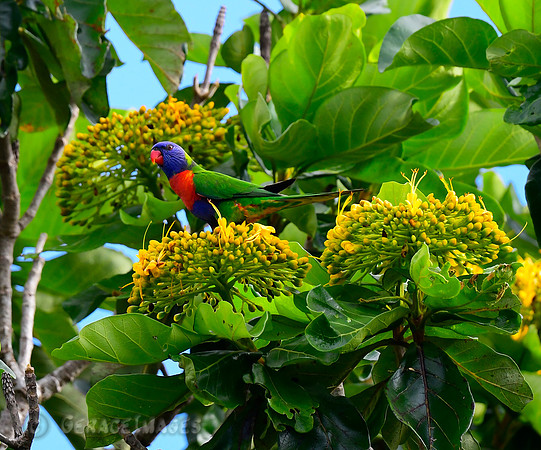 Rainbow Lorikeet at the Cairns Botanical Garden