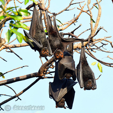 Flying Foxes