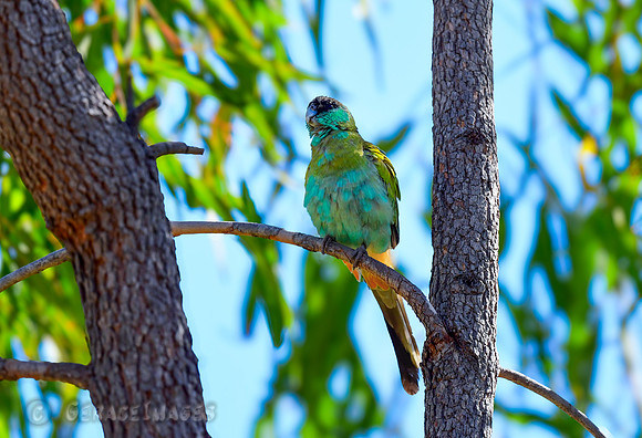 Hooded Parrot