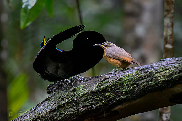 Male displaying for a female.