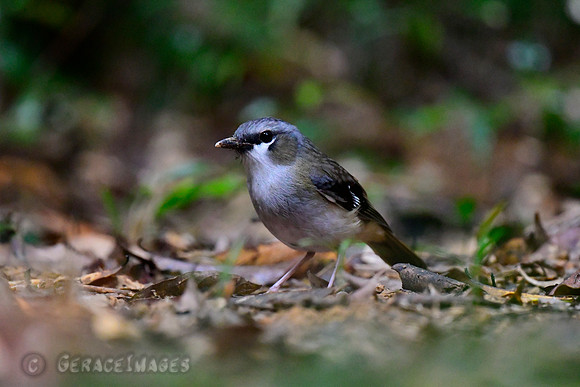 Scrub Robin