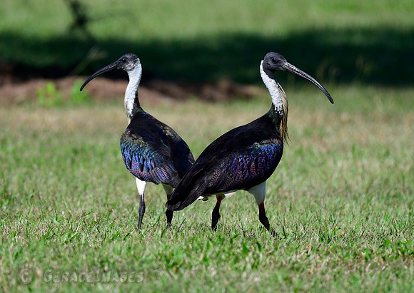Straw-necked Ibis.