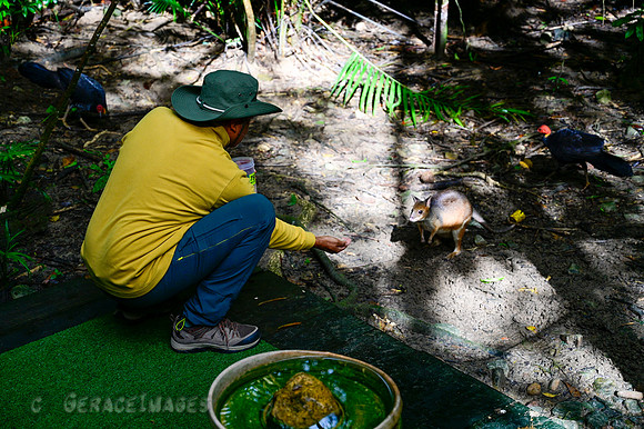 Ceasar with Pademelon