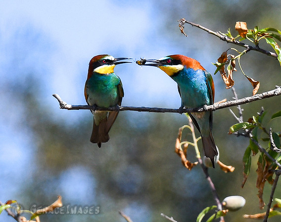 European Bee-eaters. *See more in my 100% Bee-eaters Gallery.*
