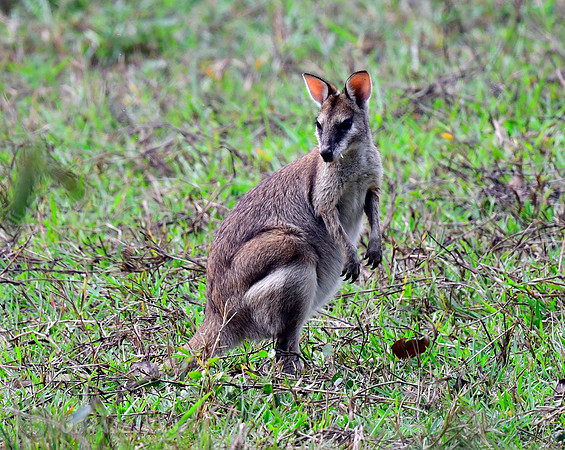 Wallaby