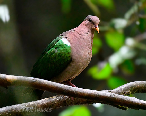 Emerald Dove