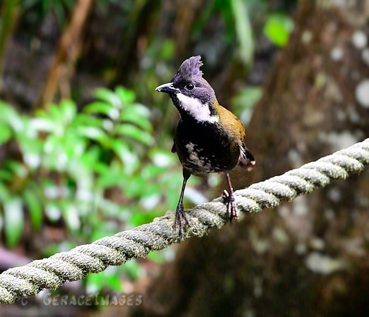 Whipbird