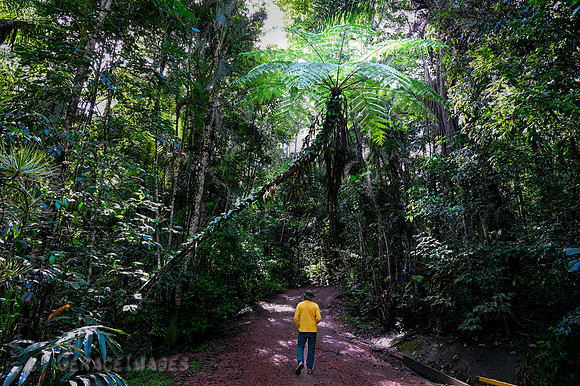 Atherton Tablelands Rainforest around Lake Eacham.