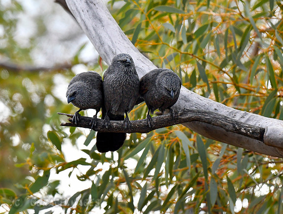 Apostlebirds