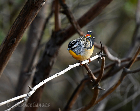 Spotted Pardalote