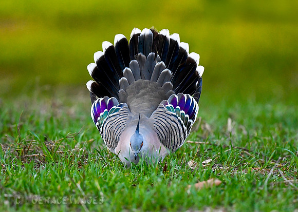 Crested Pigeon Displaying