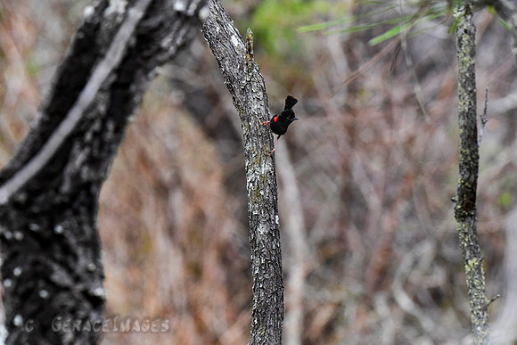 Red-backed Fairywren