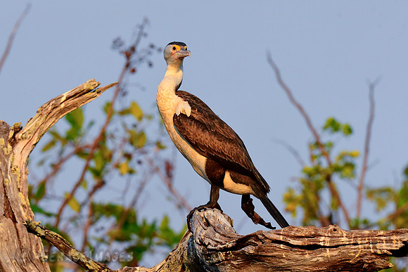 Pied Cormorant
