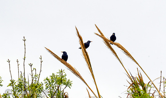 Starlings