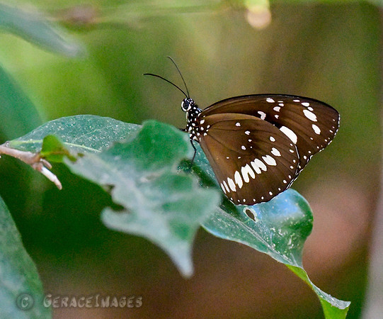 Common Crow Butterfly
