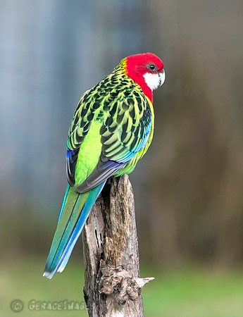 Eastern rosella