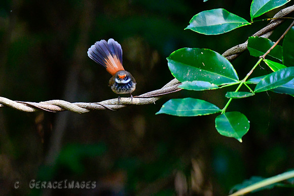 Rufous Fantail