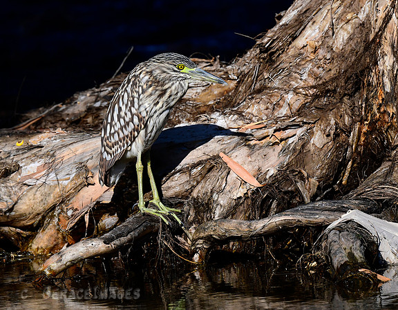Nankeen Night Heron