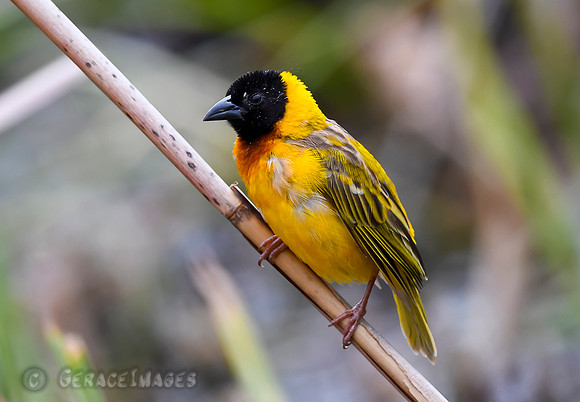 Black-headed Weaver