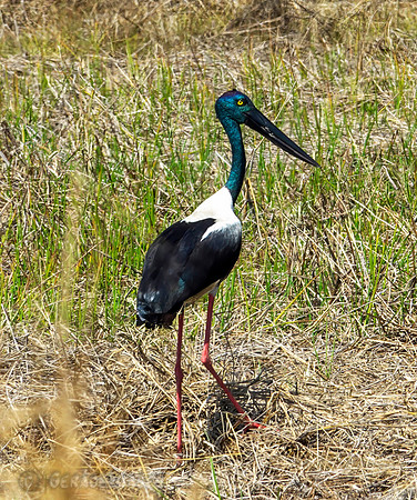 Black-neck stork