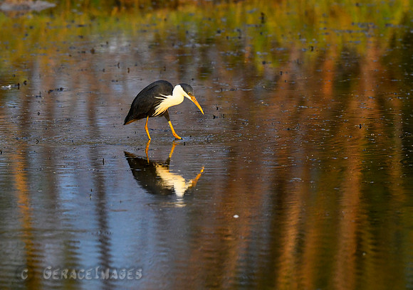 Pied Heron