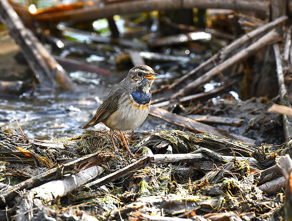 Bluethroat