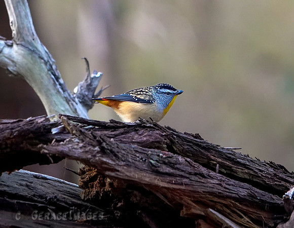 Spotted pardalote