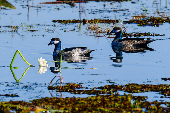 Pygmy geese