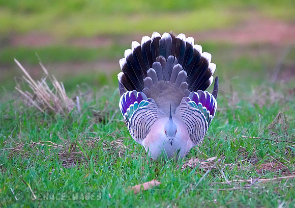 Crested pigeon