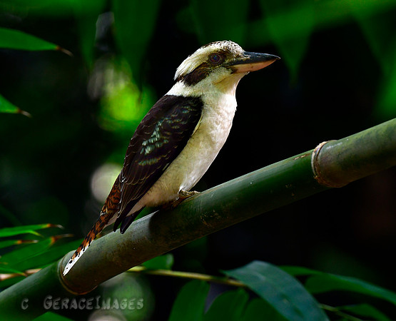 Lauging Kookaburra