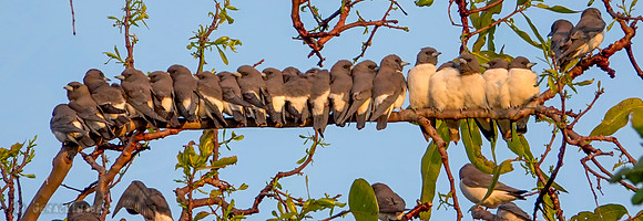 White breasted wood swallow