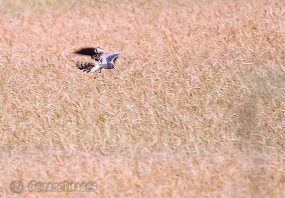 Hen Harrier Hawk