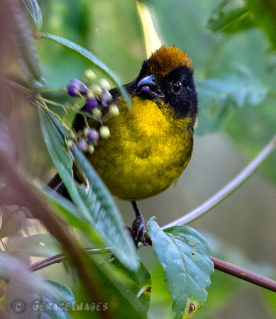Yellow-Breasted Brush Finch