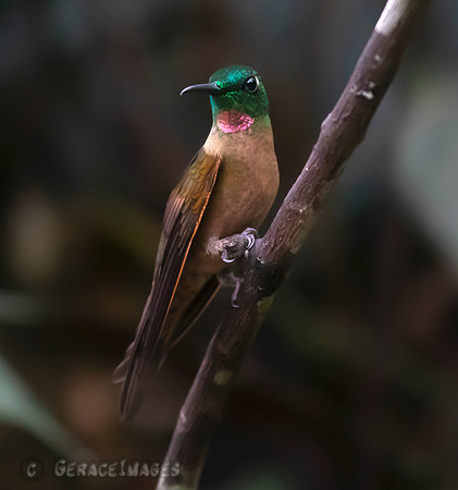 Fawn-Breasted Brilliant