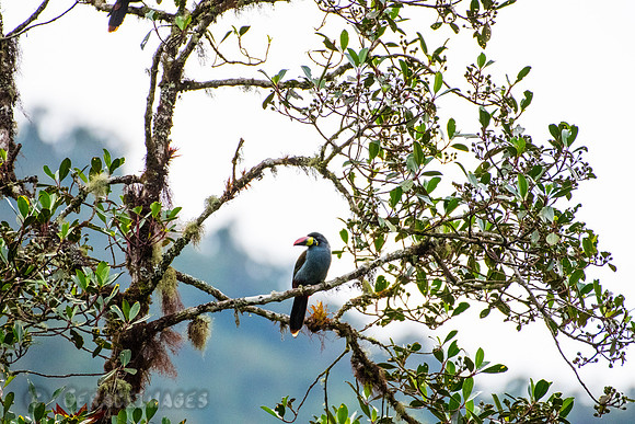 Plate-Billed Mountain Toucan