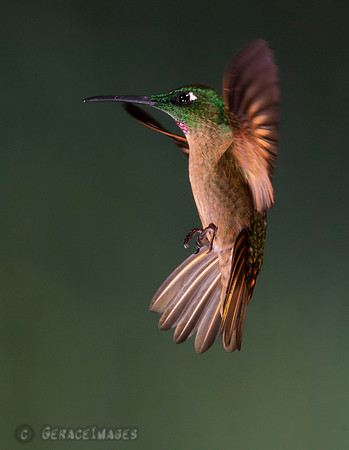 Fawn-Breasted Brilliant