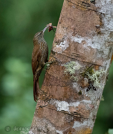 Montane Woodpecker & Insect
