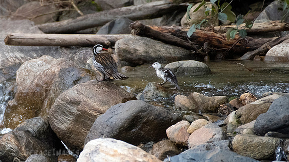 Male Torrent Duck and Duckling