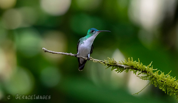 Andean Emerald