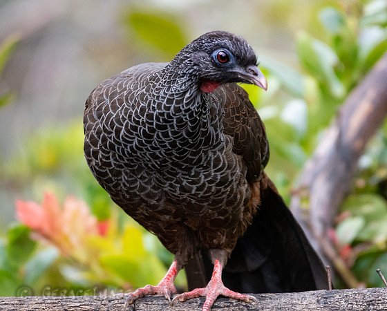 Andean Guan