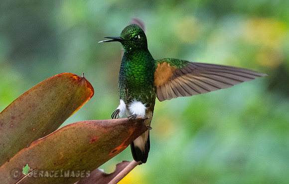 Buff-Tailed Coronet