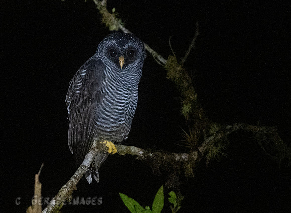San Isidro Owl
