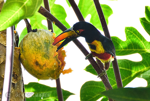 *see more in the Aracari Gallery