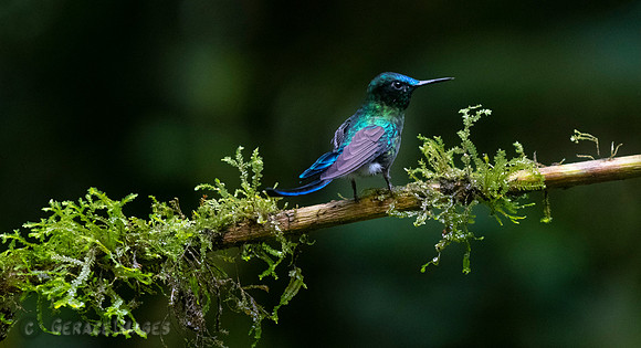 Young male Long-Tailed Sylph