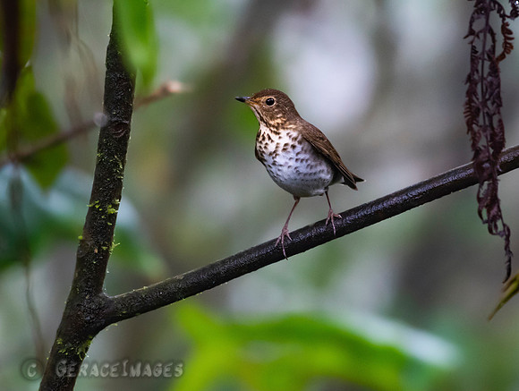 Swainson's Thrush