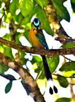 Blue-Crowned Motmot showing off it's iridescent crown.