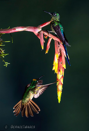 Violet-Tailed Sylph & Fawn-Breasted Brillliant